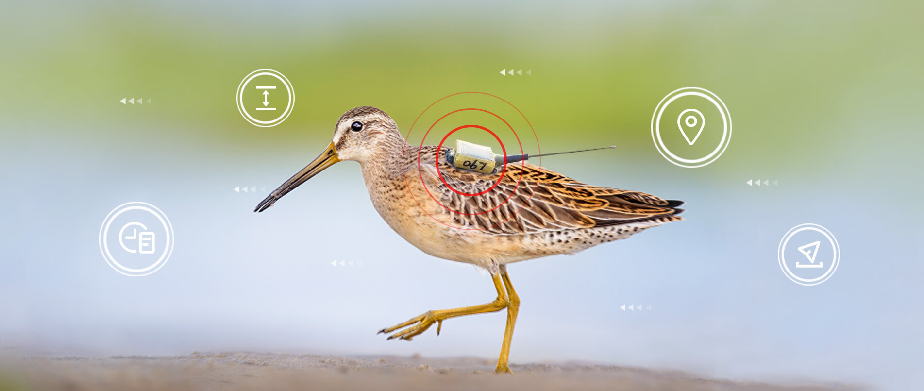 j9官网物联网整体解决方案，助力小型鸟类实现全球追踪